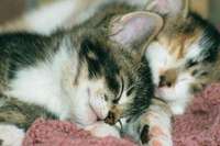 Abra's Kittens