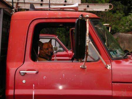 Dog in his truck - Lexington, VA